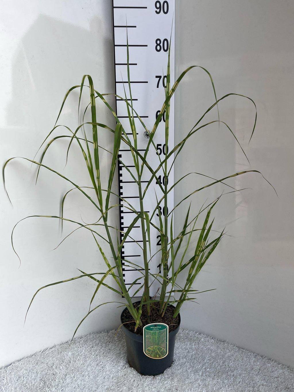 Miscanthus giganteus 'Alligator' - Prachtriet