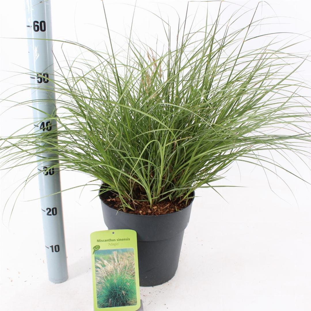 Miscanthus sinensis 'Adagio' - Prachtriet