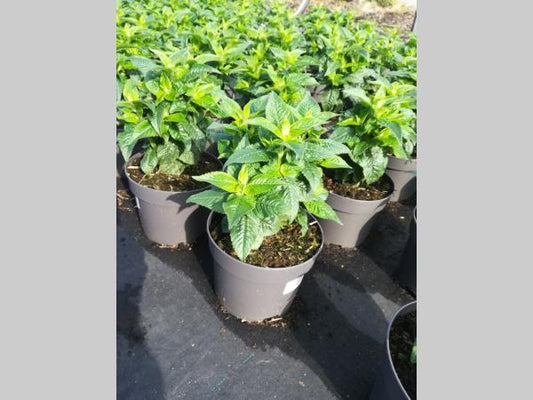 Monarda 'Panorama Red Shades' - Bergamot