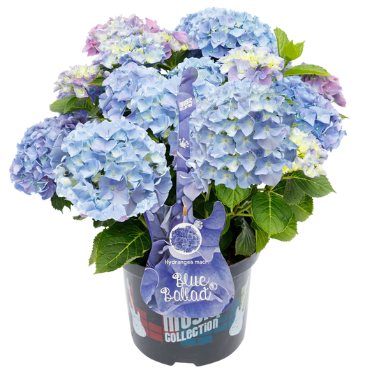 Blauwe Hortensia's - Pakket voor 1 vierkantemeter