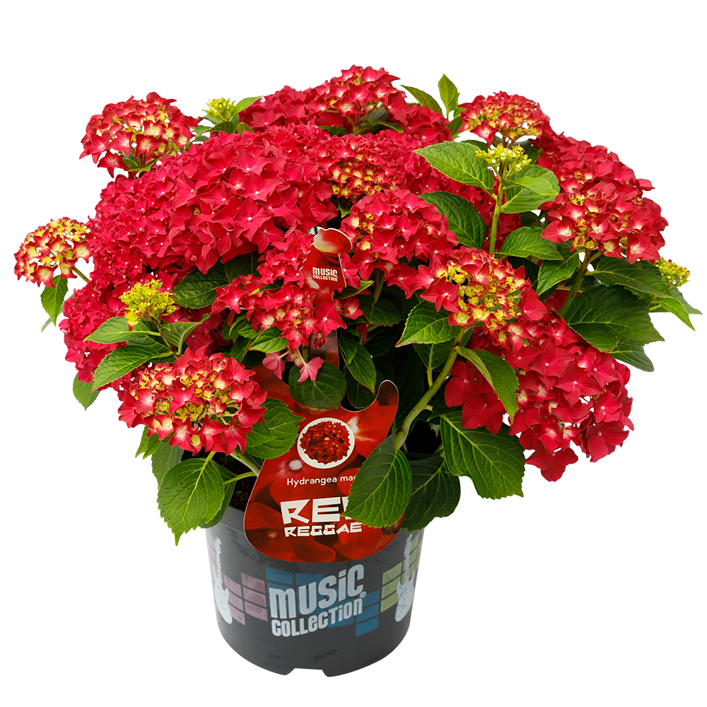 Hydrangea macrophylla 'Red Reggae' - Music Collection®