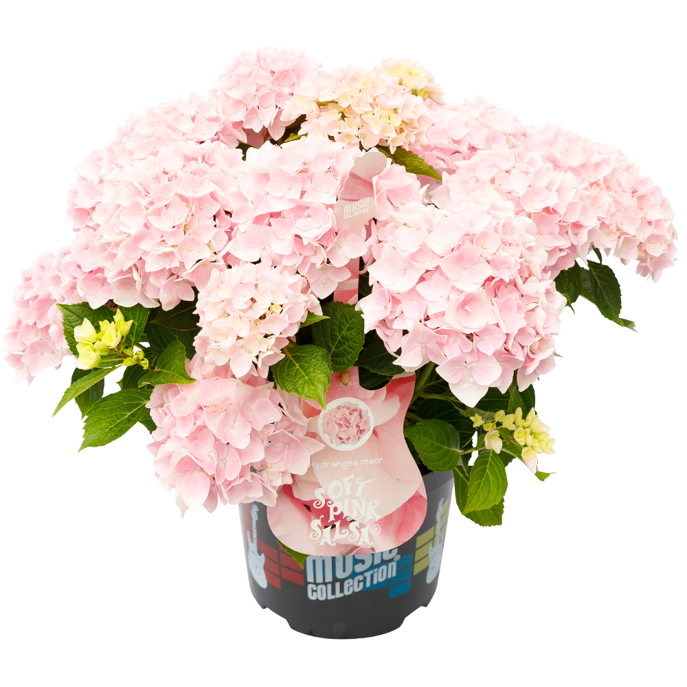 Hydrangea macrophylla 'Soft Pink Salsa' - Music Collection®