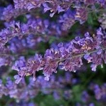 Nepeta 'Six Hills Giant' - Kattenkruid