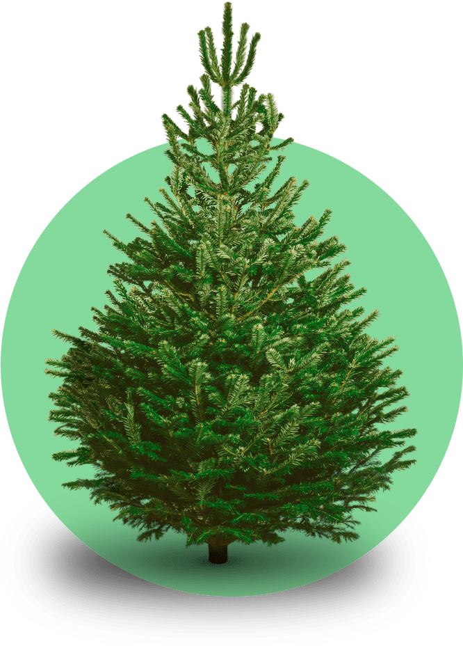 Nordmann kerstboom 'Deluxe' XXL gezaagd - Naaldvaste Scandinavische kerstboom - 250/500cm