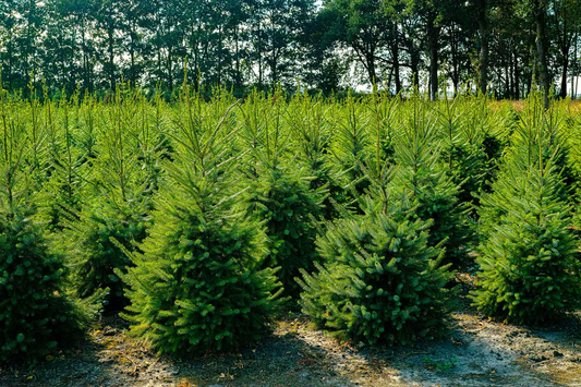 Nordmann kerstboom 'Deluxe' in pot - Naaldvaste Scandinavische kerstboom - 80/200cm