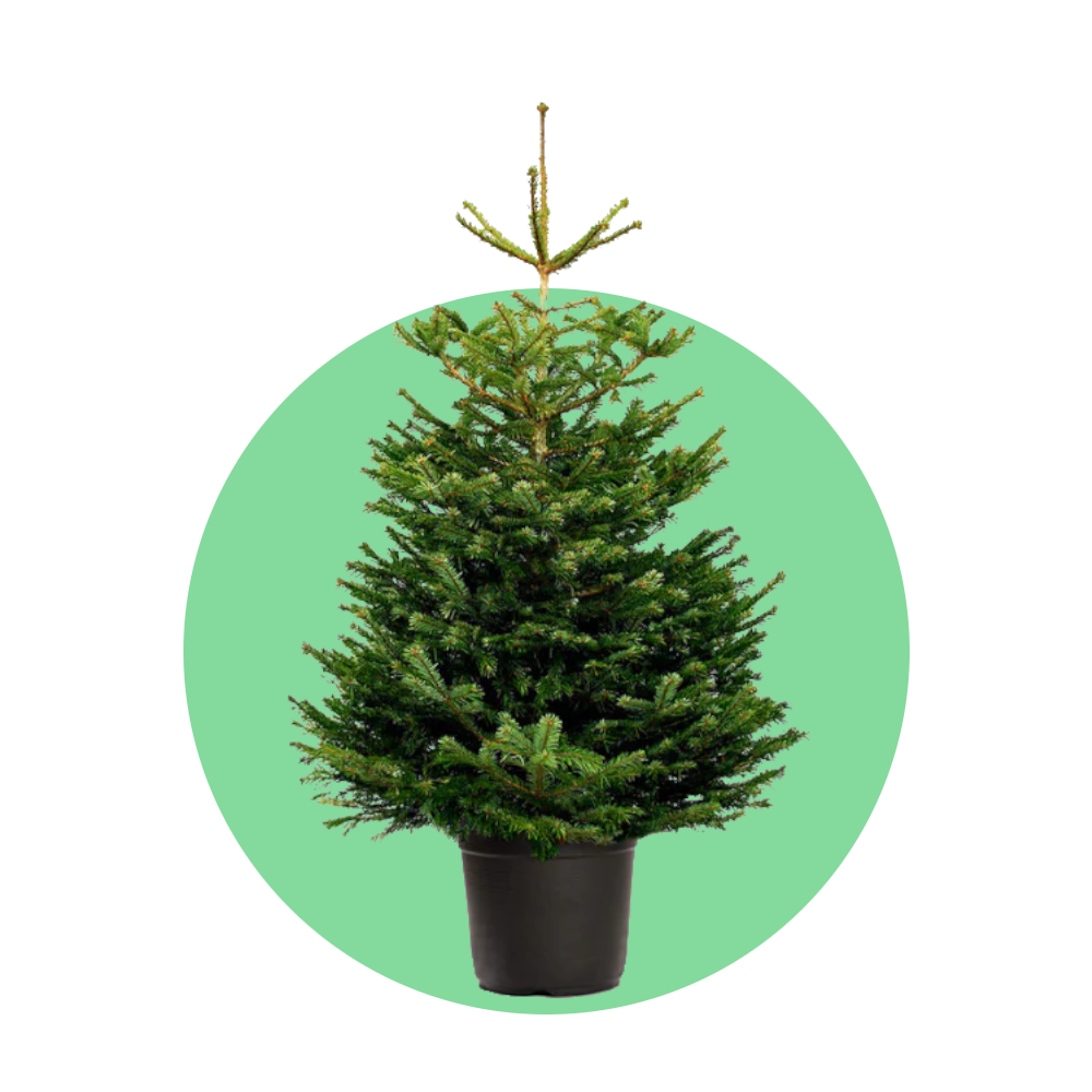 Nordmann kerstboom 'Deluxe' in pot - Naaldvaste Scandinavische kerstboom - 80/200cm