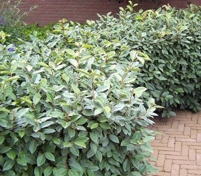 Elaeagnus ebbingei - Olijfwilg