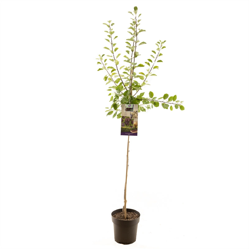 Prunus domestica Opal - Blauwe pruim halfstam