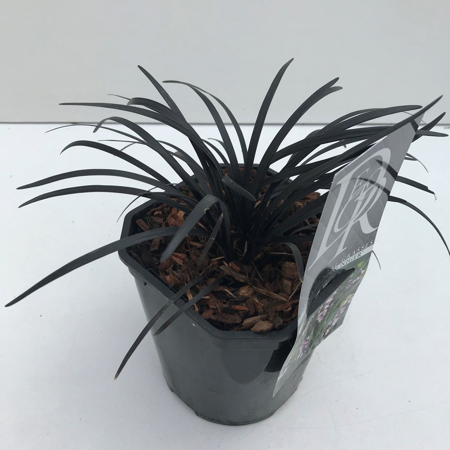Ophiopogon plan. 'Niger' - Slangenbaard