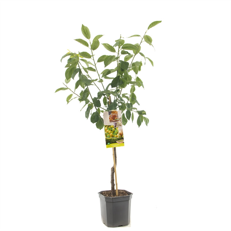 Prunus domestica Victoria - Oranje pruim laagstam