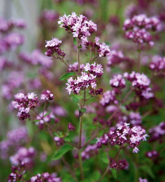 Origanum vulgare - Echte marjolijn