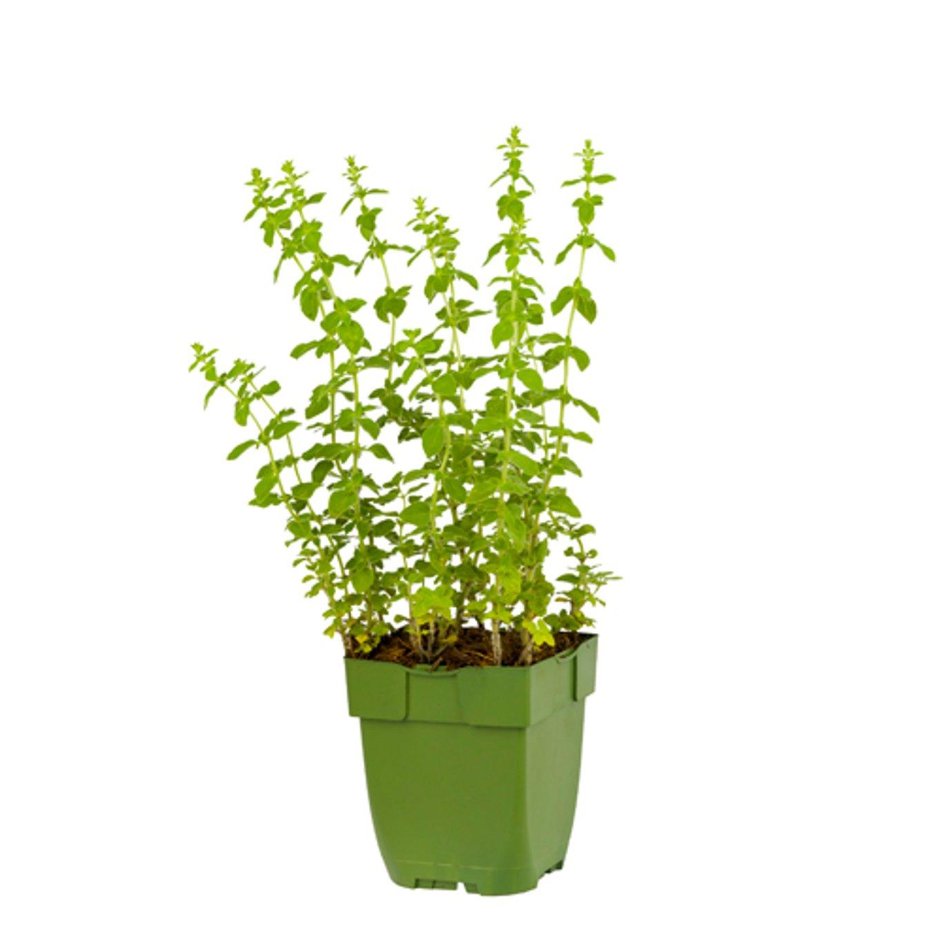 Origanum vulgare 'Hot & Spicy' - Scherpe marjolijn