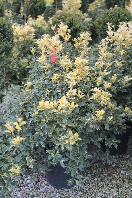 Osmanthus heterophyllus 'Goshiki' – Schijnhulst Haag