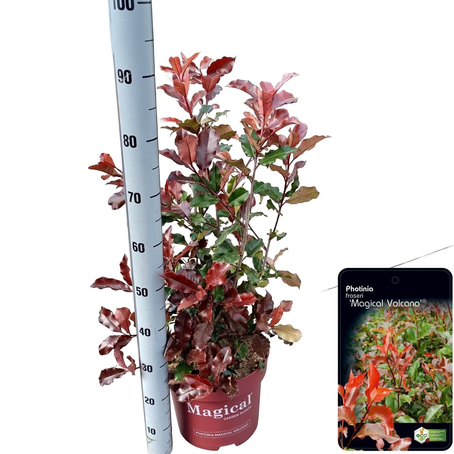 Photinia 'Magical Volcano' - Glansmispel