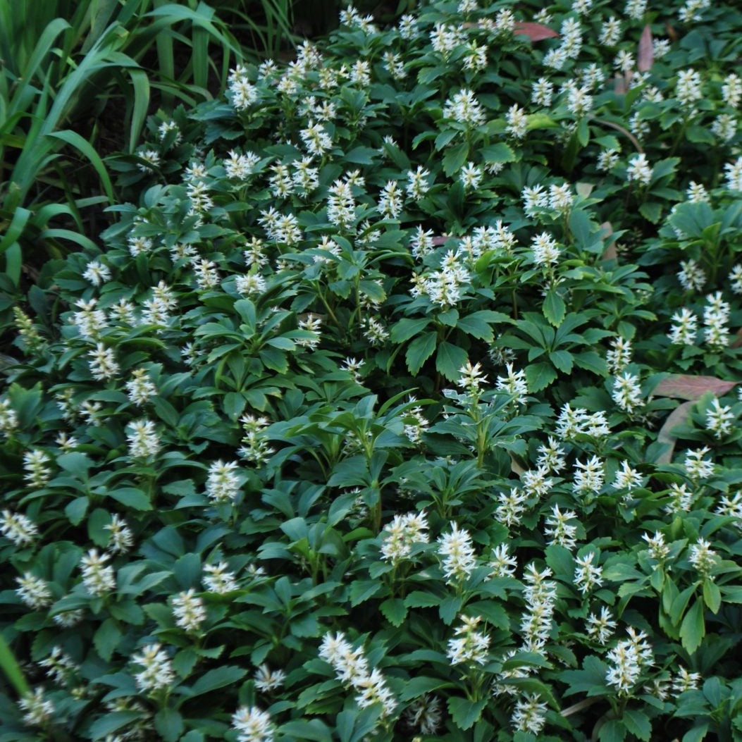 Pachysandra terminalis - Dikkemanskruid