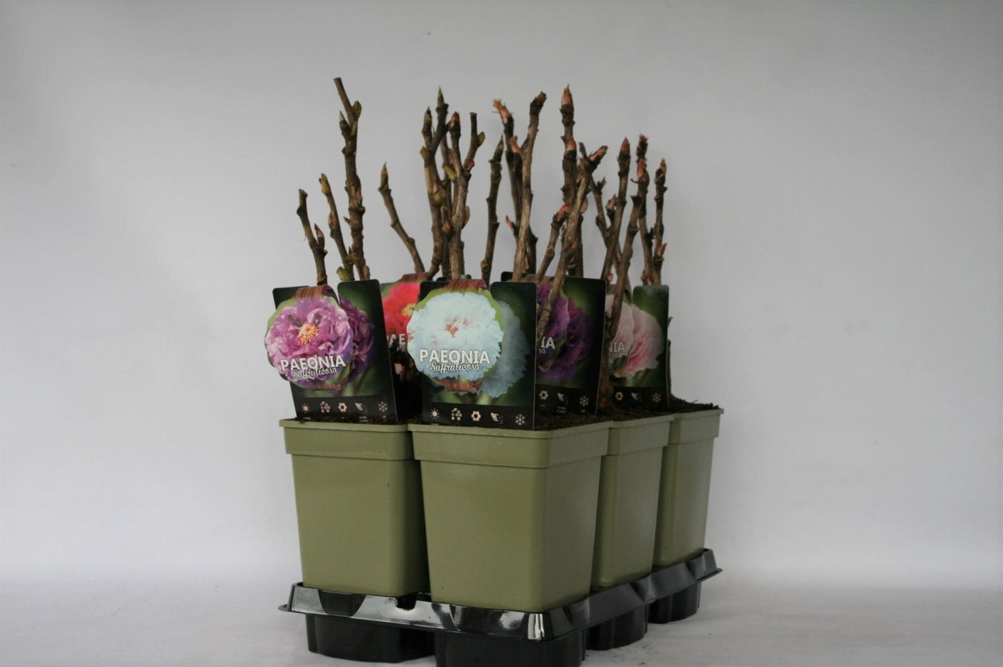 Paeonia suffruticosa - Boompioen