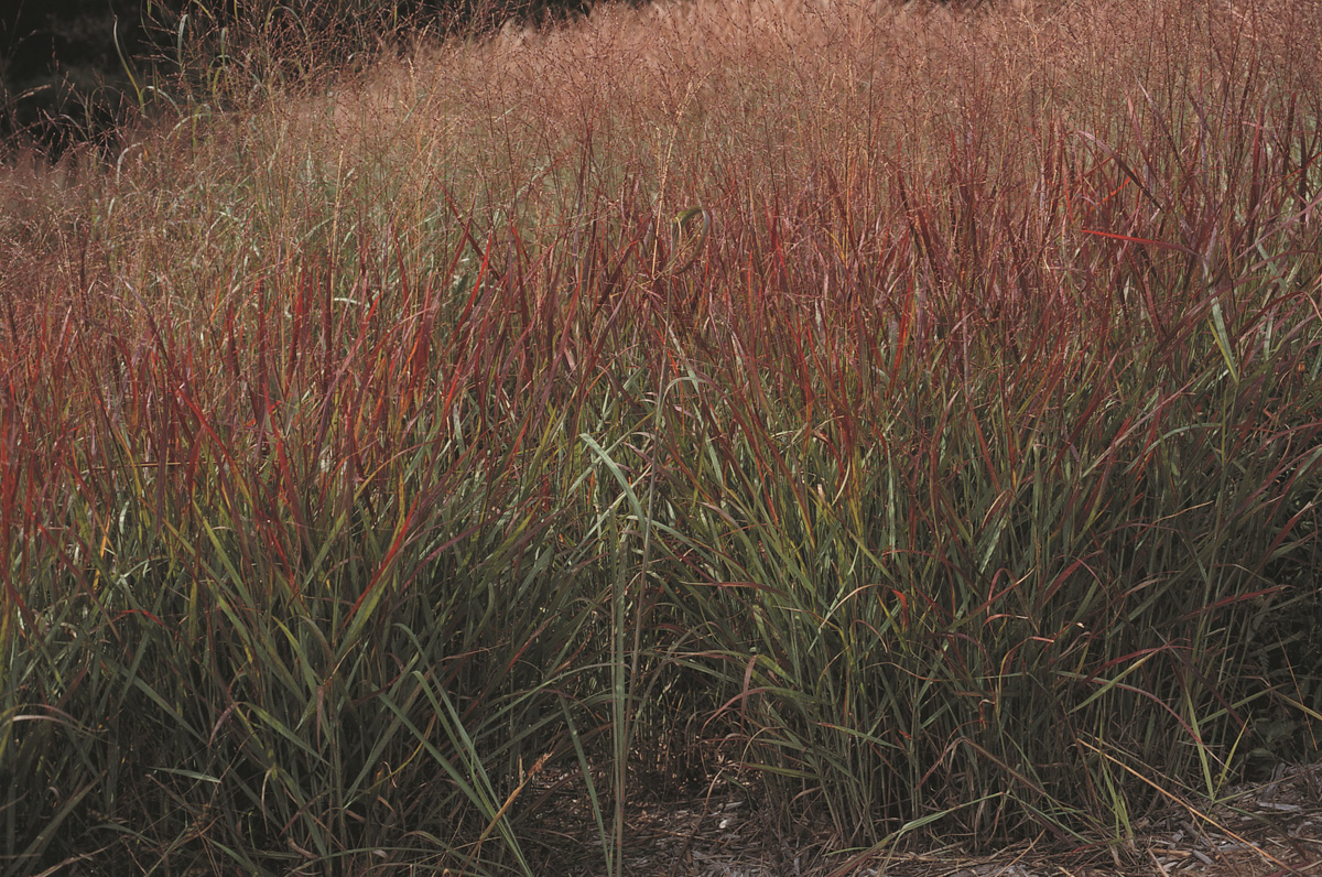 Panicum virgatum ‘Shenandoah’ - Vingergras