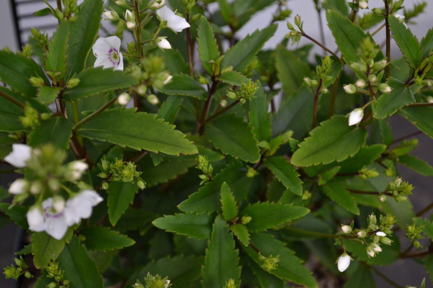 Parahebe catarractae 'Avalanche'