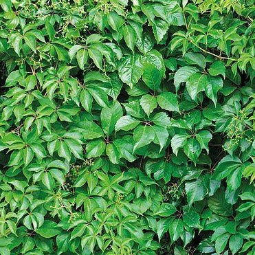 Parthenocissus quinquefolia - Wilde wingerd