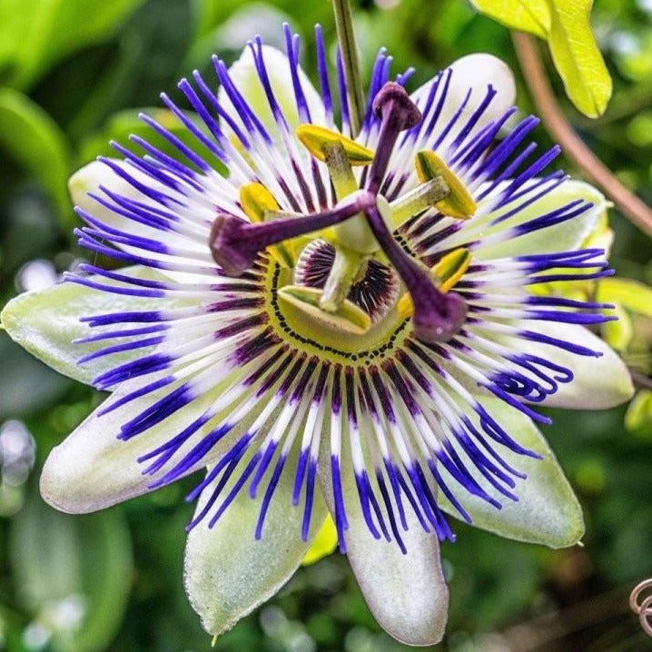 Passiflora Caerulea - Blauwe Passiebloem