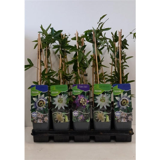 Passiflora mix - Pakket van 10