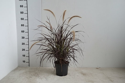 Zachte, roodbruine haren van de ornamental grass ‘Red Baron’ golven in de wind, met donkerrode bladeren en witte toppen. Perfect voor tuinversiering en decoratieve tuinontwerp.