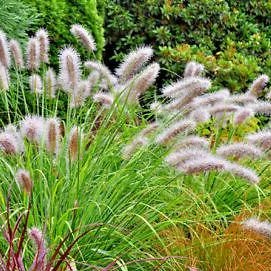 Pennisetum alopecuroides 'Little Bunny' - Lampenpoetsersgras