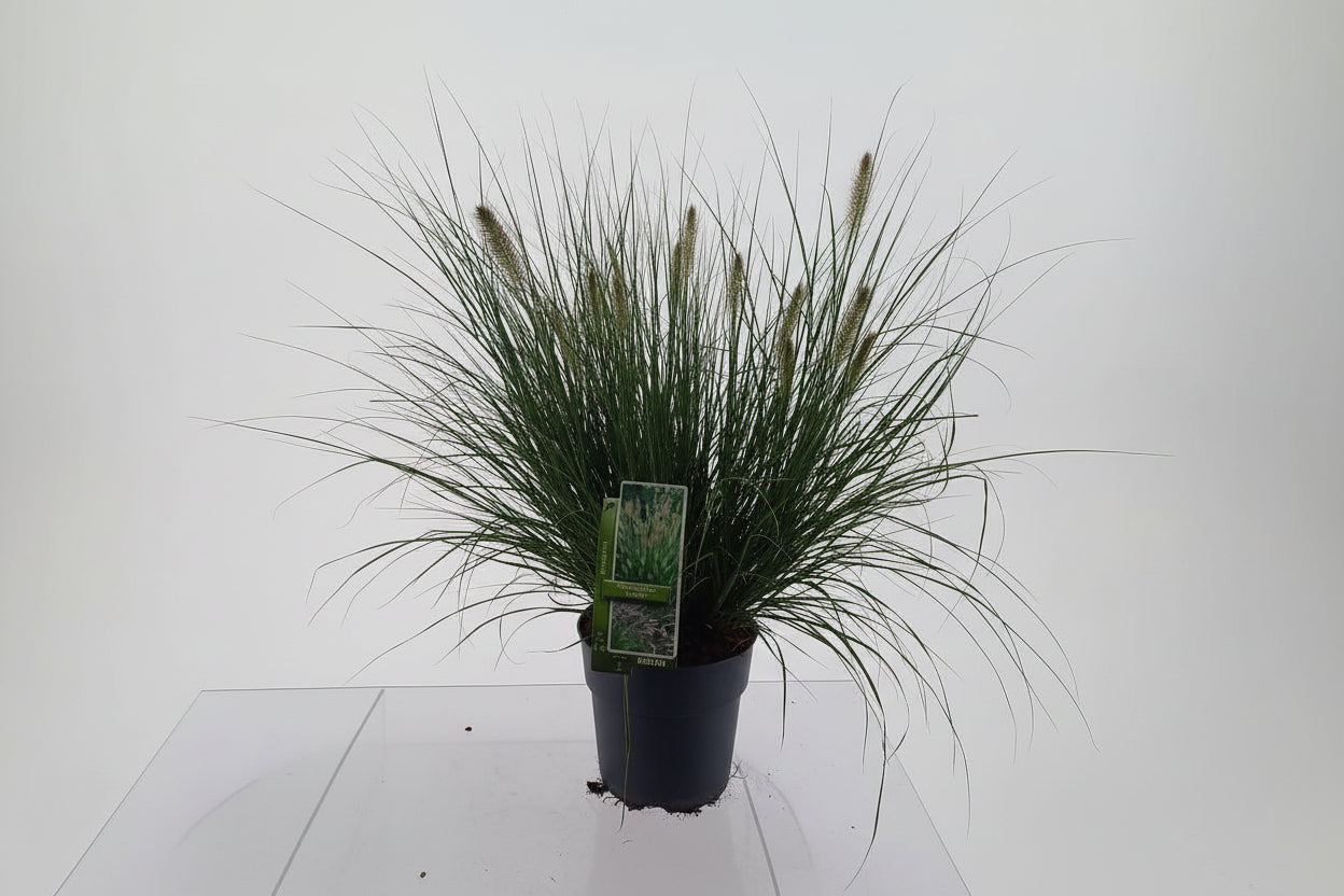 Pennisetum alopecuroides 'Hameln' - Lampenpoetsersgras