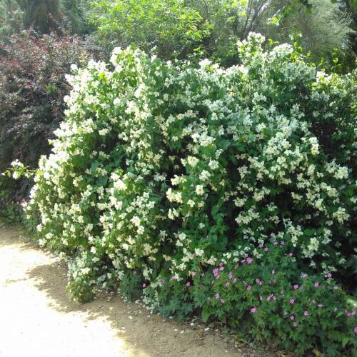 Philadelphus coronarius - Boerenjasmijn haag blote wortel