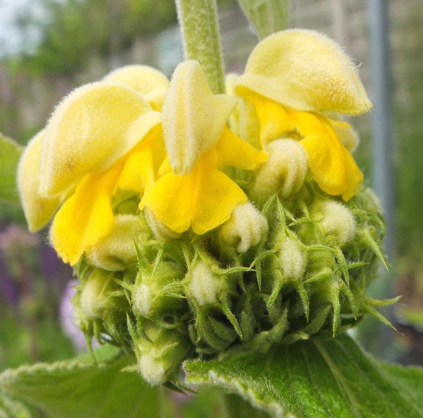 Phlomis russeliana - Etagebloem