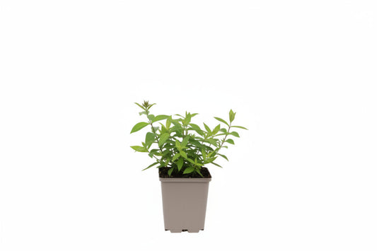 Prachtige paarse phlox bloemen met fijne witte randen en donkerpaarse centra, geïnspireerd voor tuinontwerp en bloemenkwekerij. Perfect voor decoratieve tuinen en bloemperken.