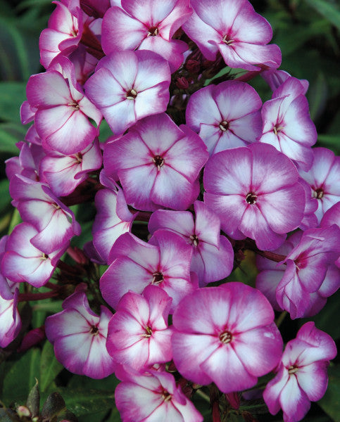 Phlox (P) Sweet Summer Fantasy - Donkerroze met Witte Vlambloem