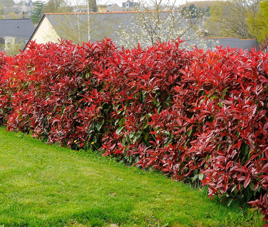 Rode bladeren van een struik met glanzende, scherpe randen, omringd door groene bladeren. Perfect voor tuinversiering en decoratieve planten in binnen- en buitenruimtes.