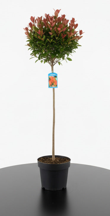 Photinia fraseri 'Red Robin' - Glansmispelhaag op stam