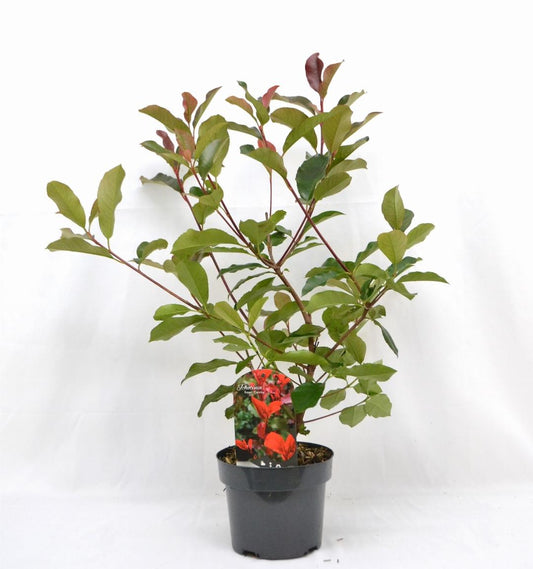 Photinia fraseri 'Camilvy' - Glansmispelhaag