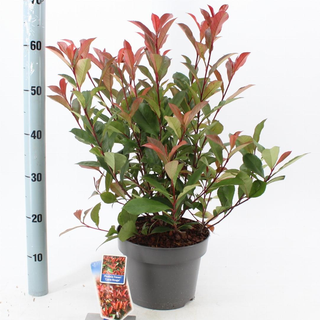 Photinia fraseri 'Carré Rouge' - Glansmispelhaag