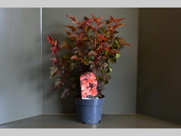 Physocarpus opulifolius Diable d'Or - Blaasspirea op stam
