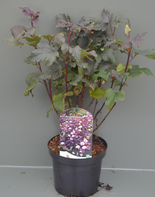 Physocarpus opulifolius 'Diabolo' - Blaasspiraea