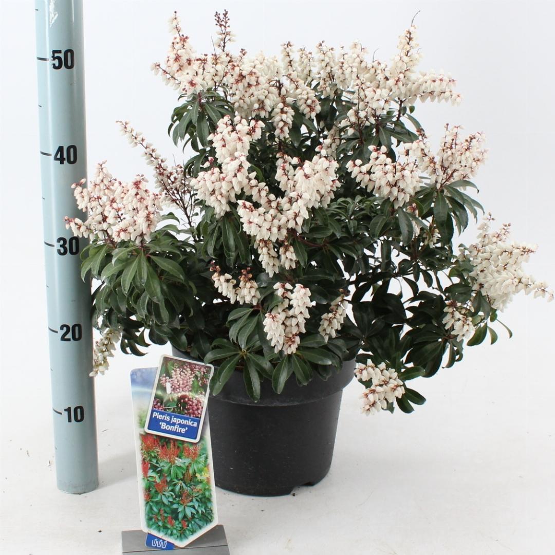 Pieris japonica 'Bonfire' - Rotsheide
