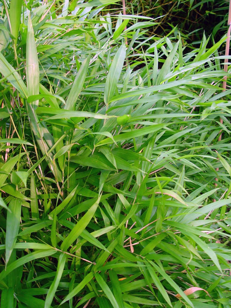 Pleioblastus humilis - Kleinblijvende woekerene bamboe