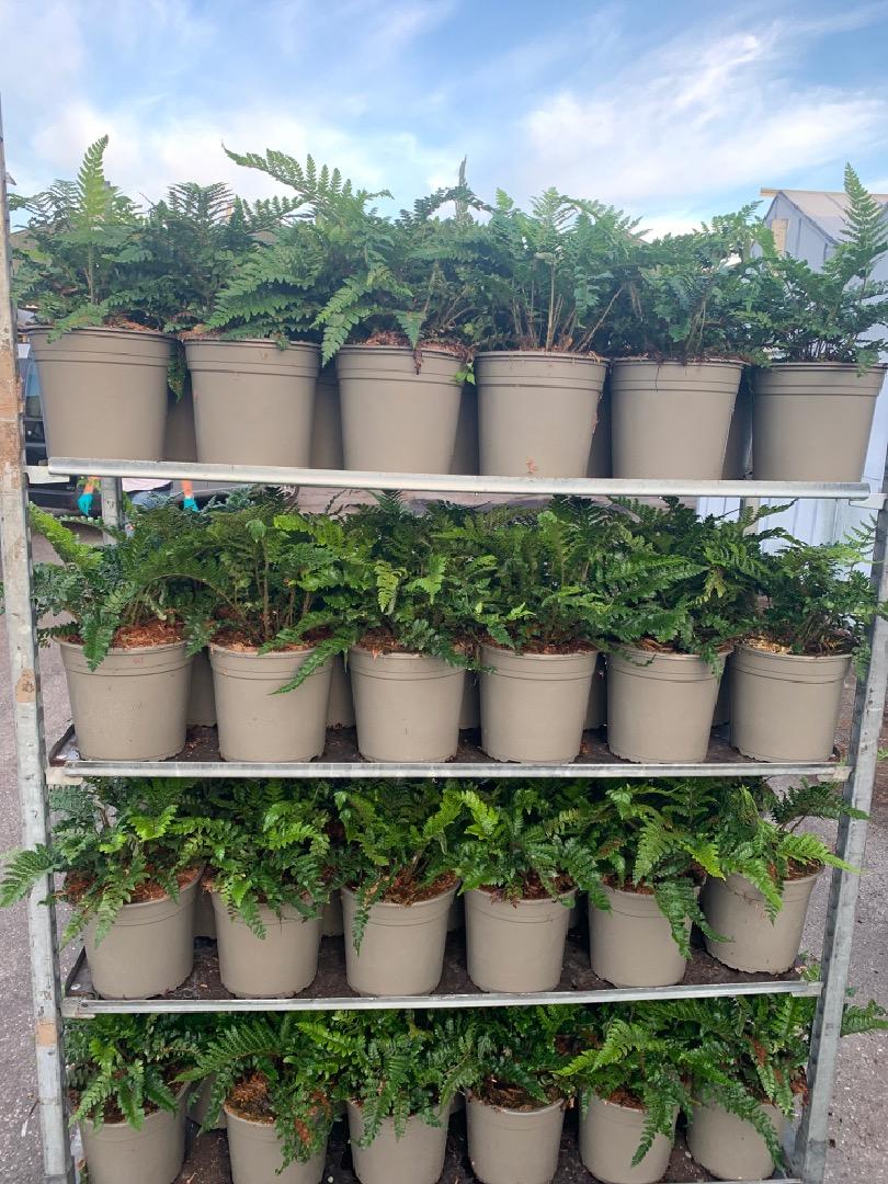 Polystichum polyblepharum - Naaldvaren