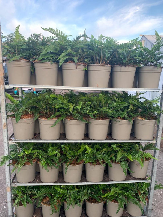 Polystichum polyblepharum - Naaldvaren