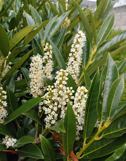 Dit is een dichtbegroeide struik met glanzende, donkergroene bladeren, perfect voor tuin- en landschapsontwerp. De natuurlijke textuur en levendige kleur maken het ideaal voor decoratieve tuinbouw en groene omgevingen.