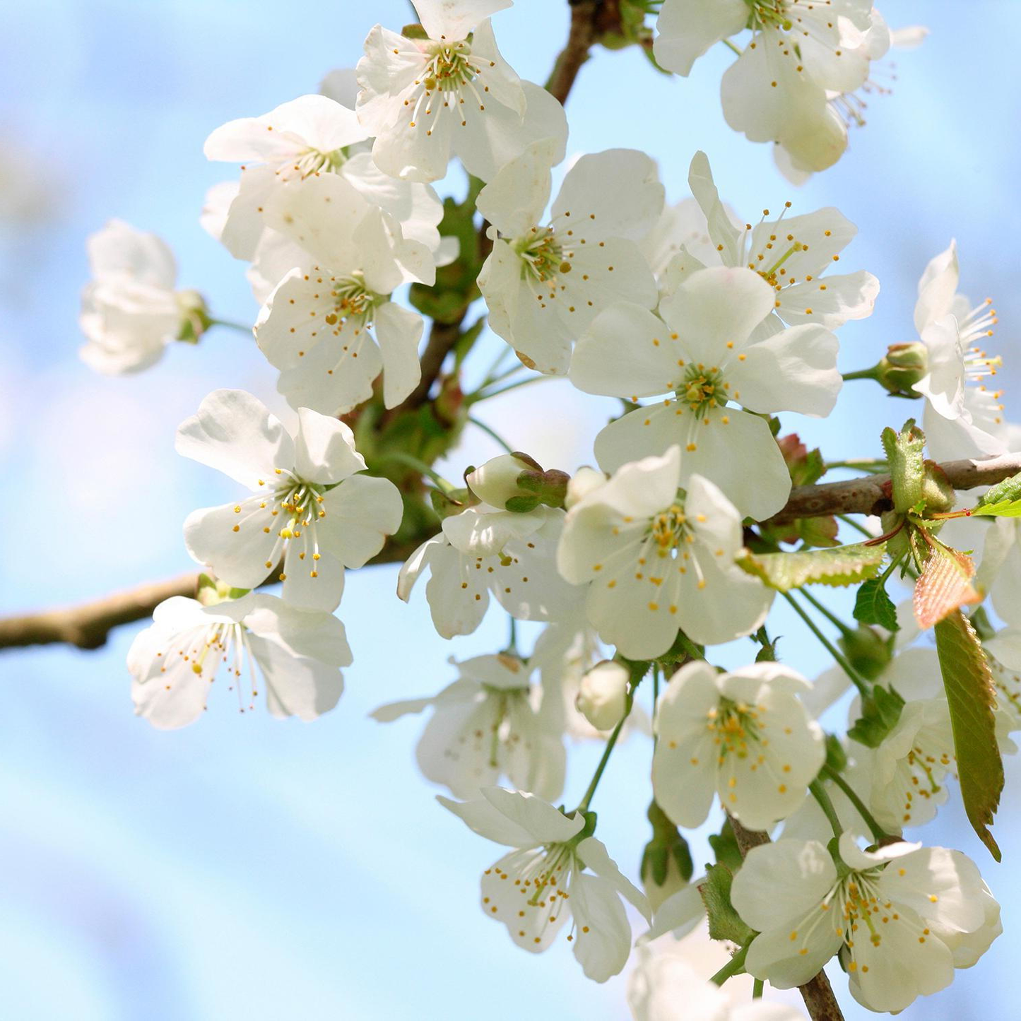 Prunus avium - Zoete kers blote wortel