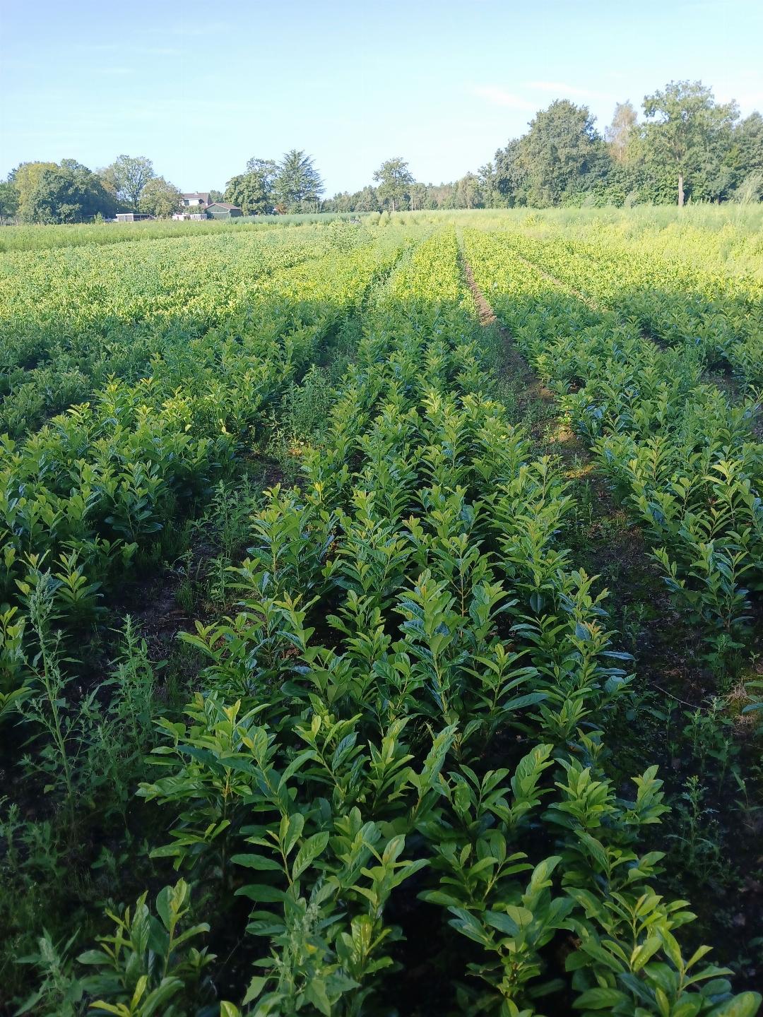Prunus laurocerasus 'Novita' - Laurierkers-haag blote wortel