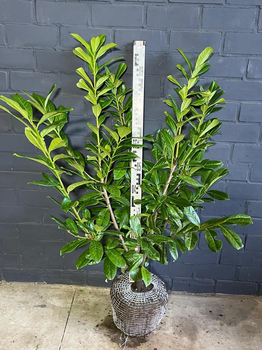 Groene bladeren van een struik met glanzende, ovale bladoppervlakken, zichtbaar in helder zonlicht. Perfect voor decoratieve achtergronden of natuurlijke tuinachtergronden.