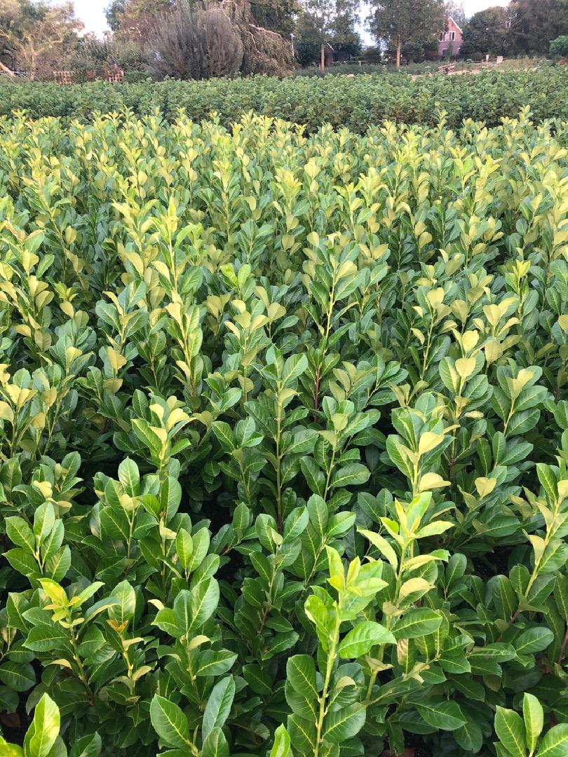 Prunus laurocerasus 'Rotundifolia' - Laurierhaag pakket 10 meter