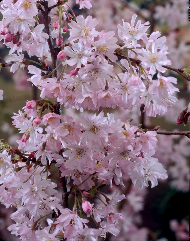 Prunus subhirtella 'Autumnalis Rosea' - Winterbloeiende kers op stam