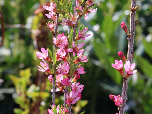 Bloesemtak met zachte roze bloemen en groene blaadjes, perfect voor tuinversiering. Natuurlijke decoratie voor bloemenliefhebbers en tuinontwerpers.