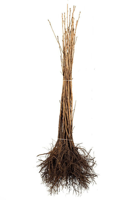 Prunus avium - Zoete kers blote wortel